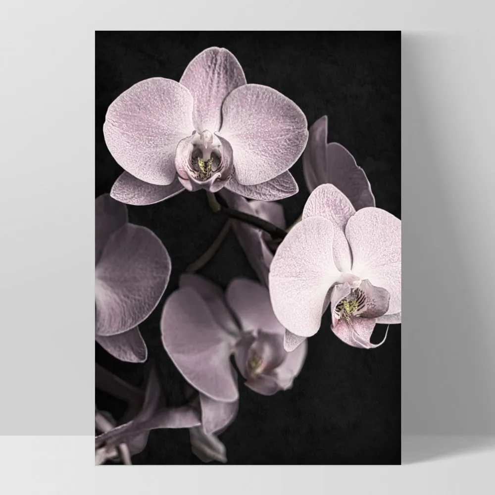 Blushing Orchids on Dark- Art Print