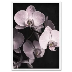 Blushing Orchids on Dark- Art Print