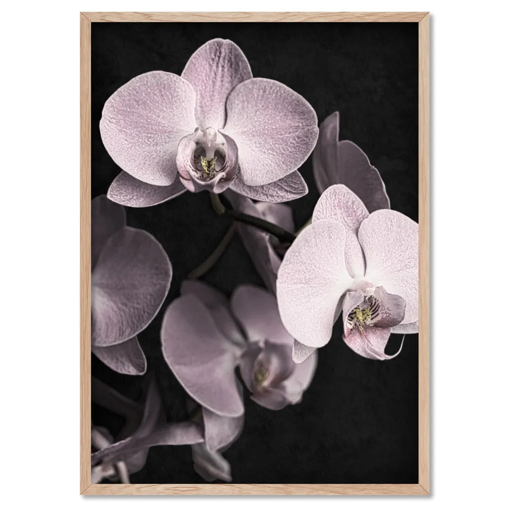 Blushing Orchids on Dark- Art Print